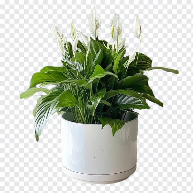 pngtree-a-peace-lily-plant-png-image_14144988